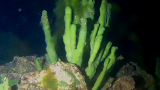 Листвянка, 5 м под водой